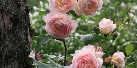 Kada saditi ruže u jesen